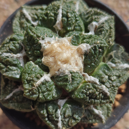 self rooted cactus for 2yr. 5_6 cm plant Sale.