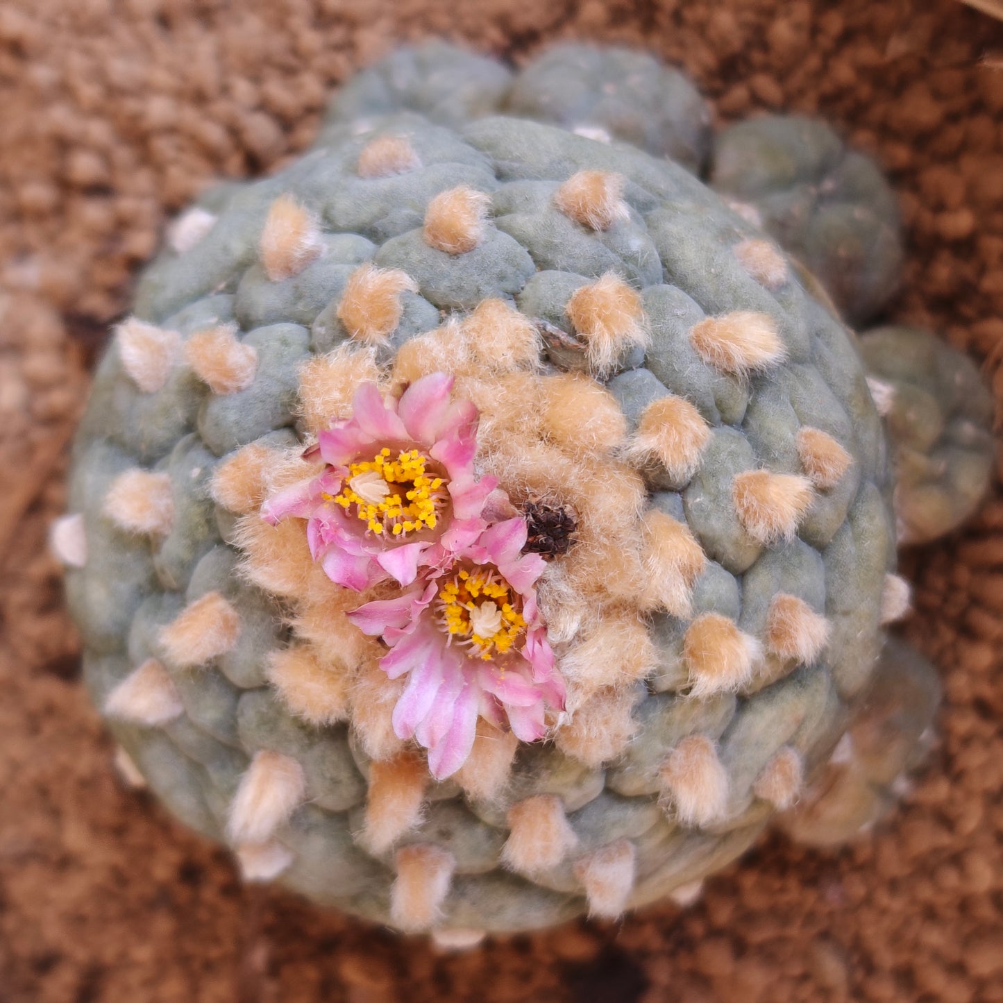 Lophophora fricii dense areoles with very short petals. own roots established plant x 1