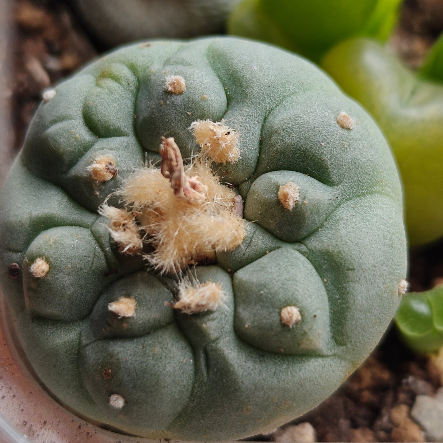 Selected raised-areole lophophora plants x 3. All seed-grown mature plant
