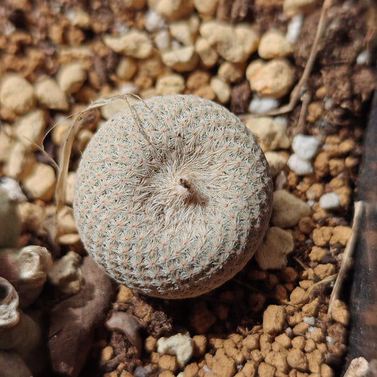Epithelantha bokei rooted offset plant x 1