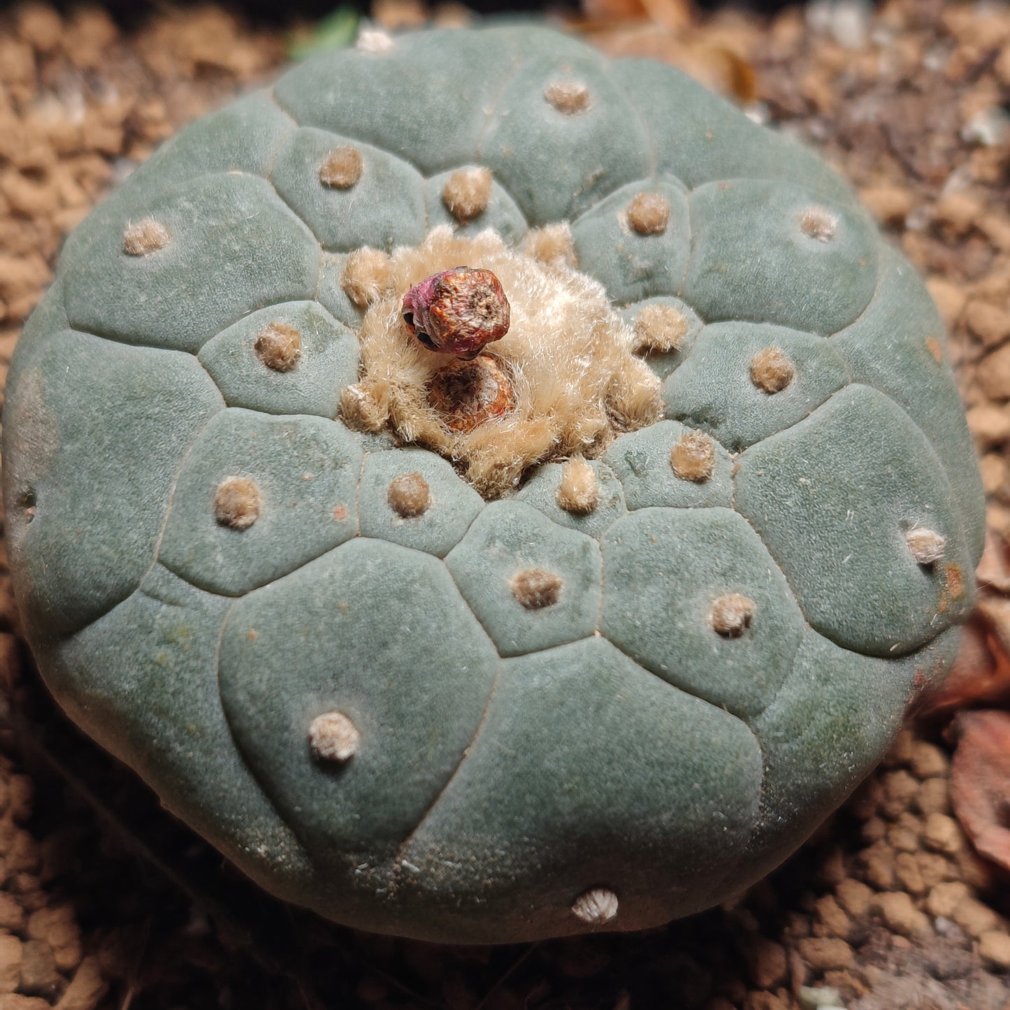 Flowering cactus 10 X Plants various type mix. Whole pot for sale. Clearance.
