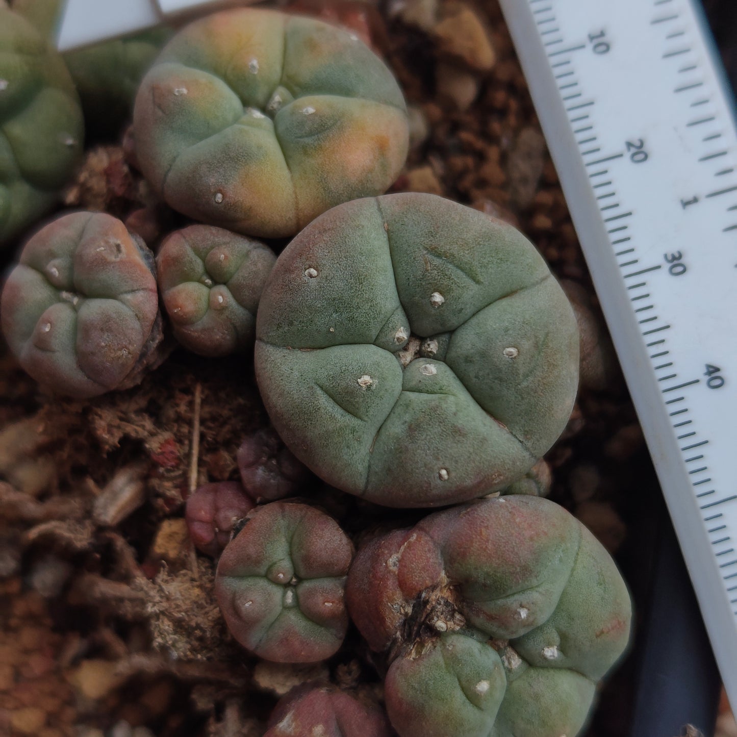 L. williamsii variegata exact cluster plant in pic