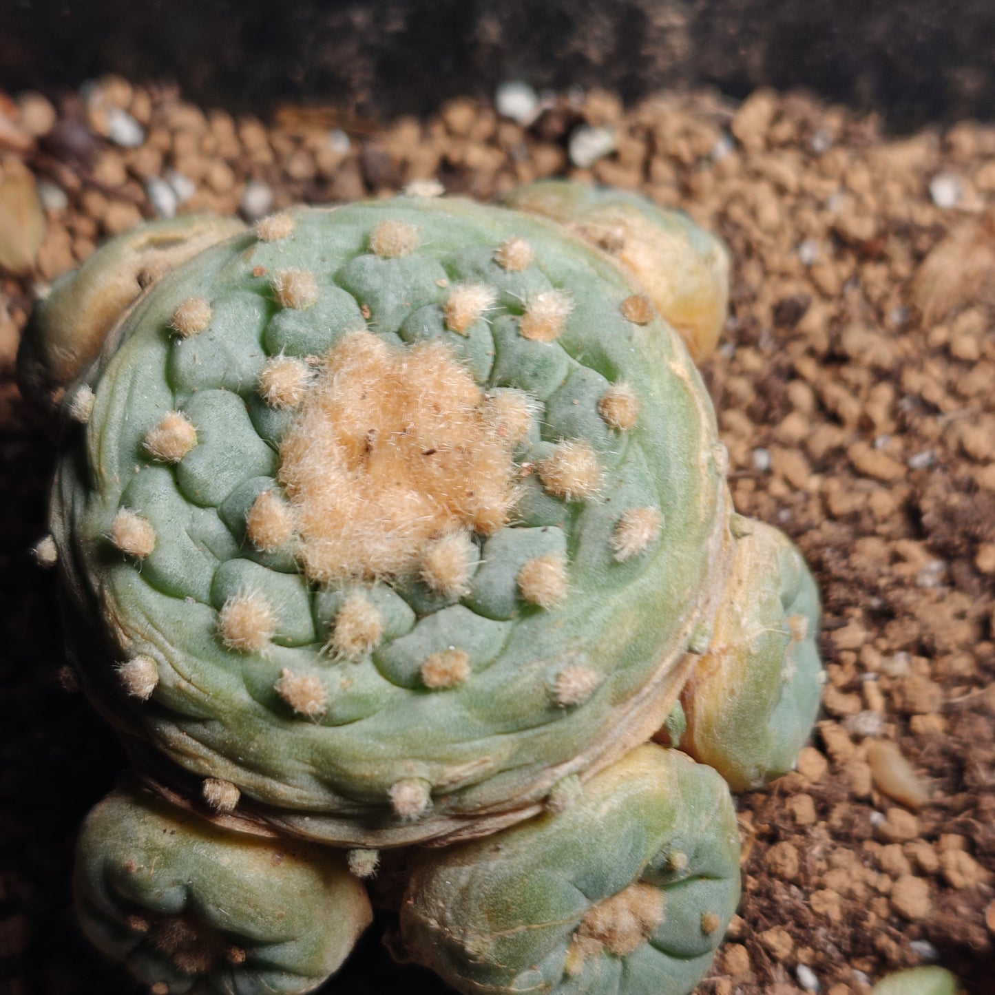 Flowering cactus 10 X Plants various type mix. Whole pot for sale. Clearance.