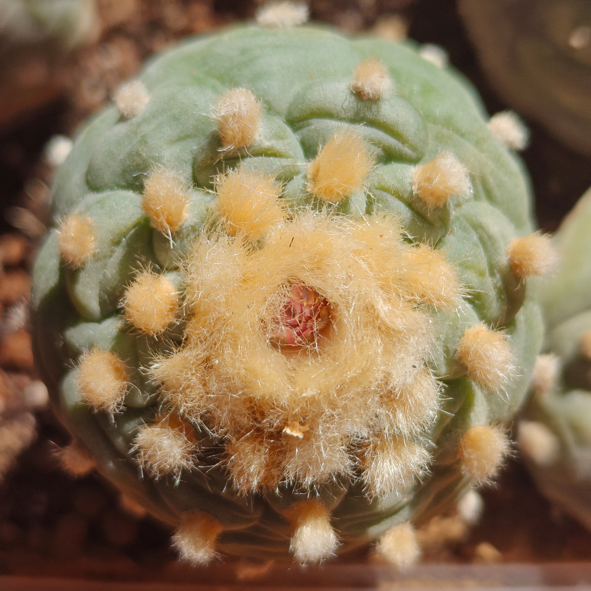 2 x Lophophora fricii plants value pack.