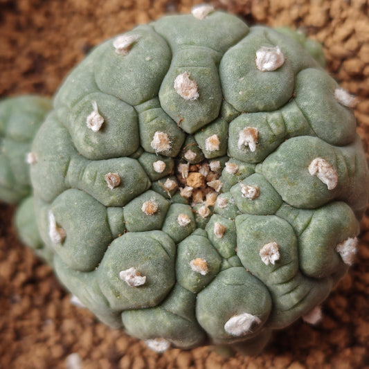 Selected raised-areole lophophora plants x 3. All seed-grown mature plant