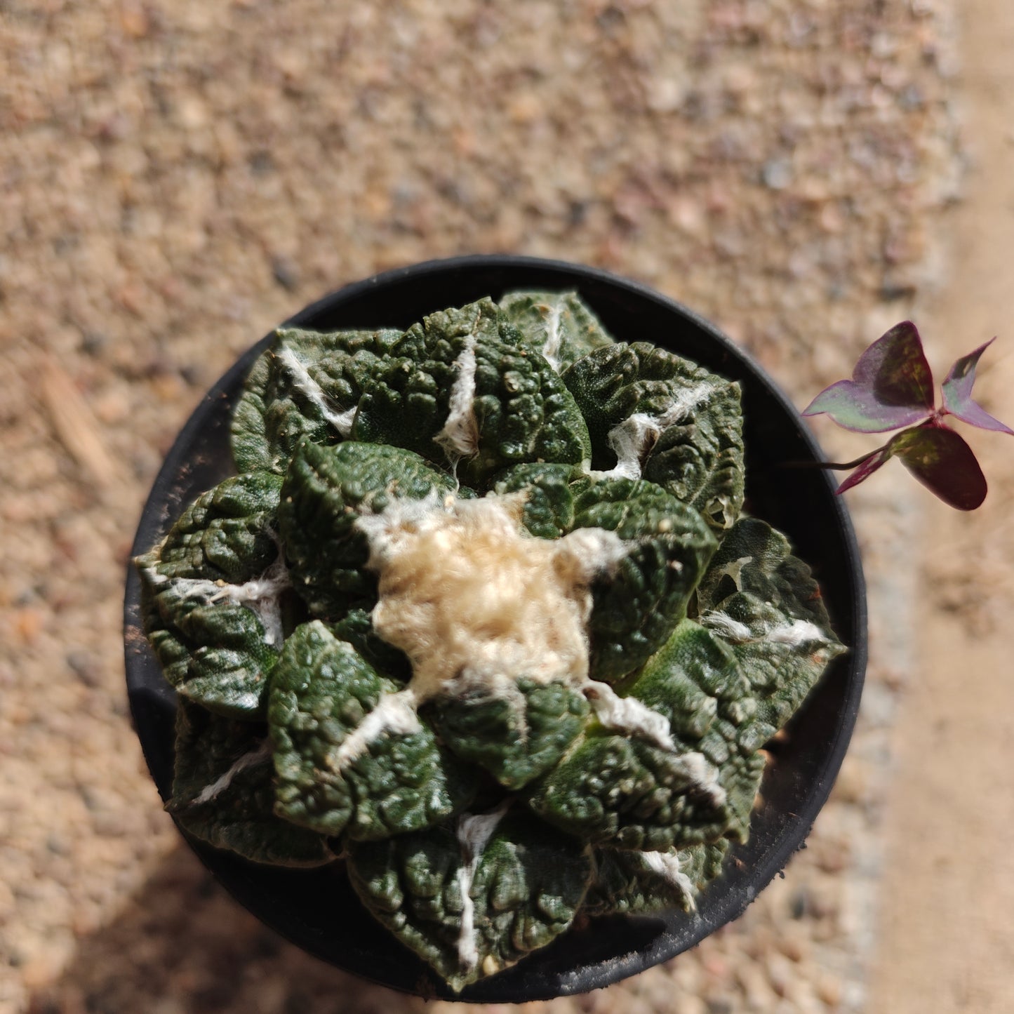 self rooted cactus for 2yr. 5_6 cm plant Sale.