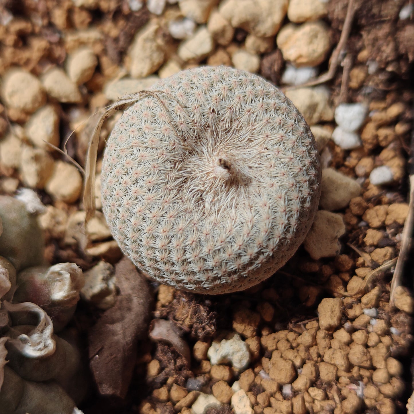 Epithelantha bokei rooted offset plant x 1