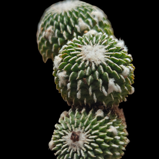 Turbinicarpus Pseudopectinatus f. Spines crested triple_head own roots plant x1 with other 1_2cm seedlings x 5