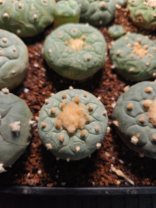 Lophophora fricii super white, golden fur 
Seed grown plant, 5 cm.