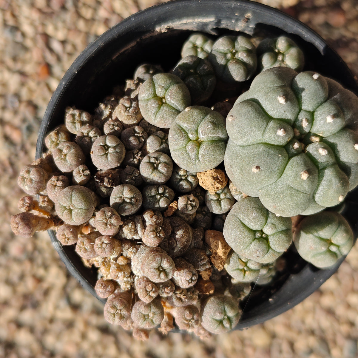 Lw var. caespitosa. Sale. plant x1