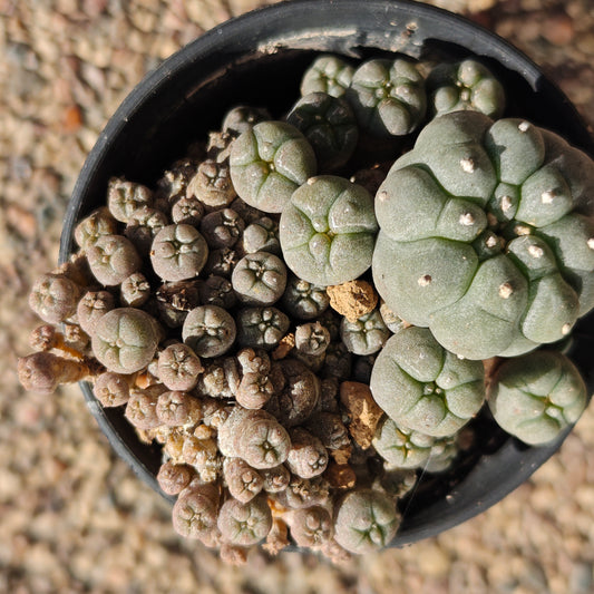 Lw var. caespitosa. Sale. plant x1