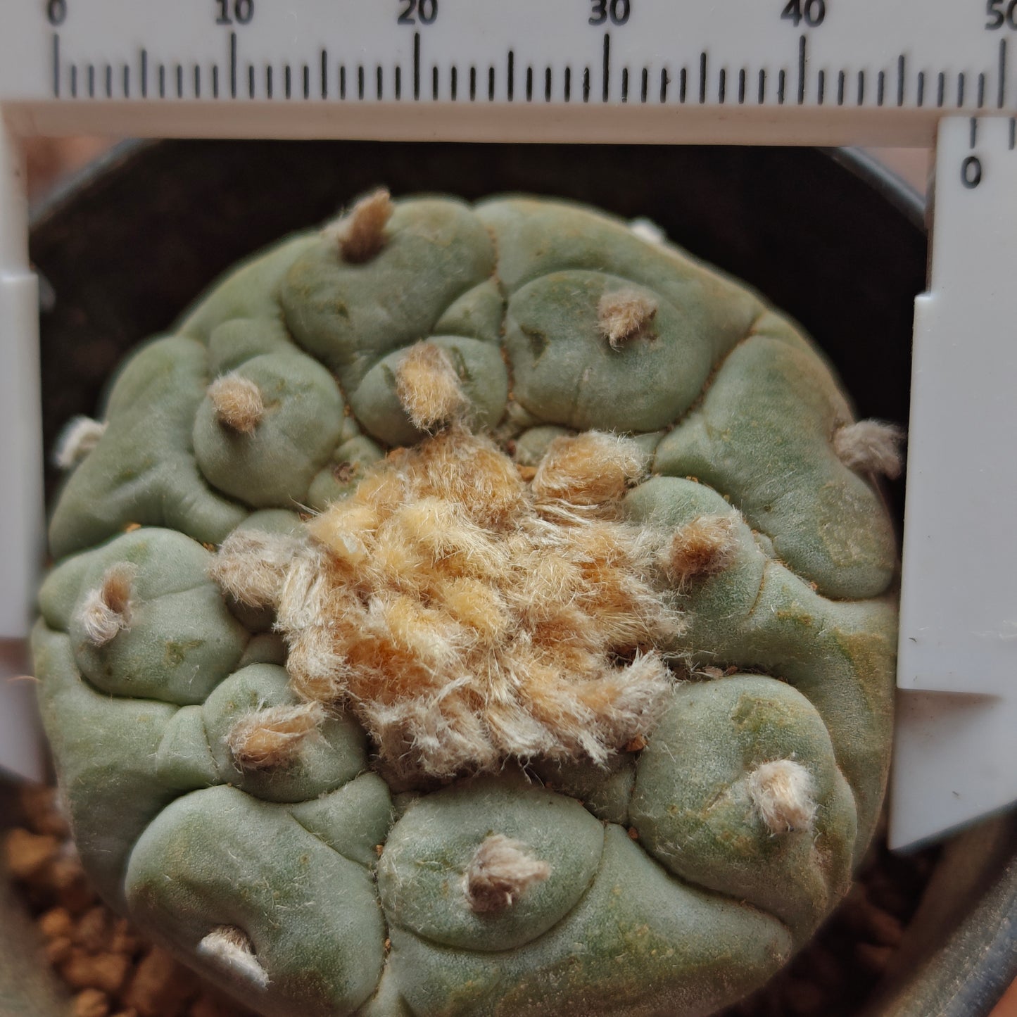 Selected raised-areole lophophora plants x 3. All seed-grown mature plant