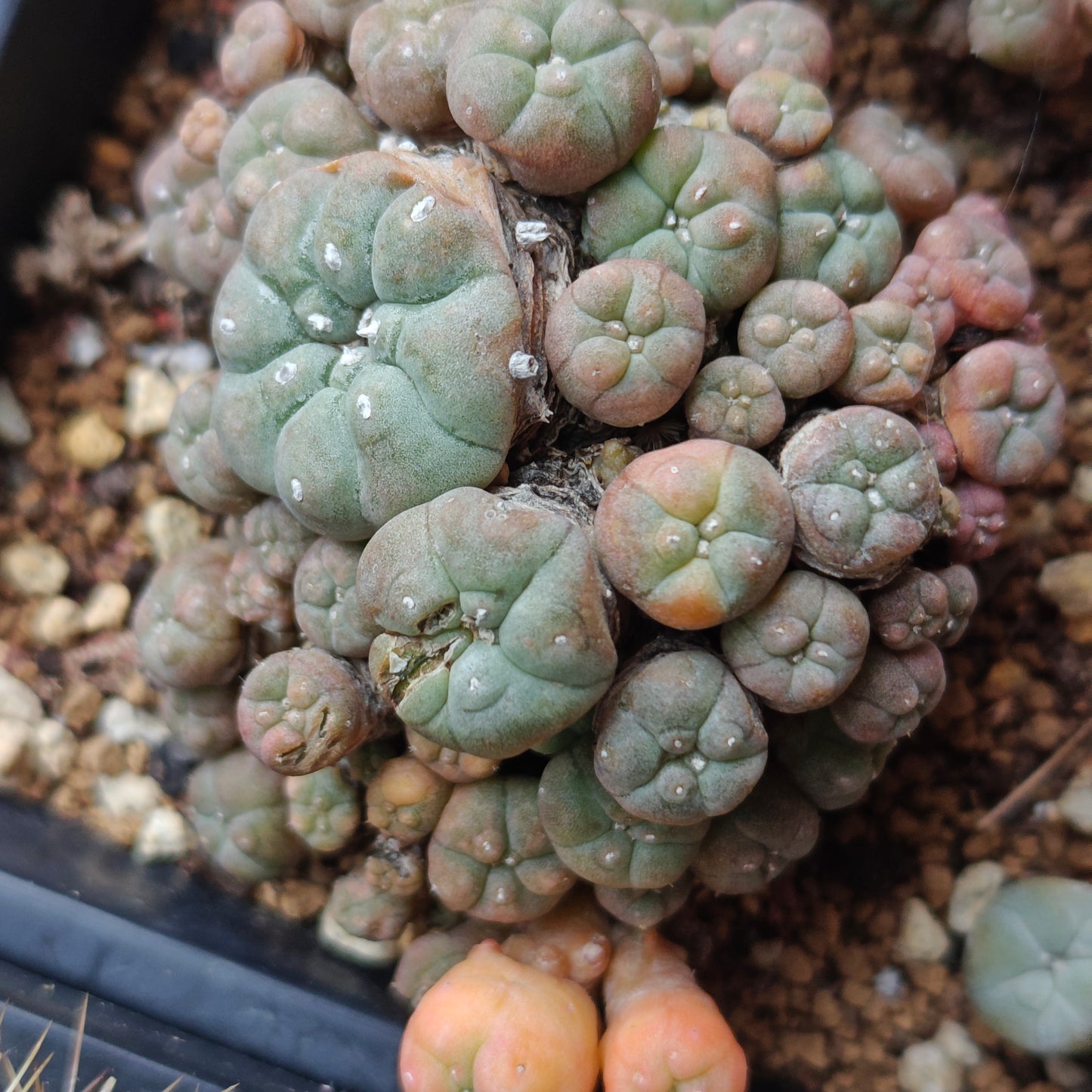 Lw variegata cluster plant 8cm+