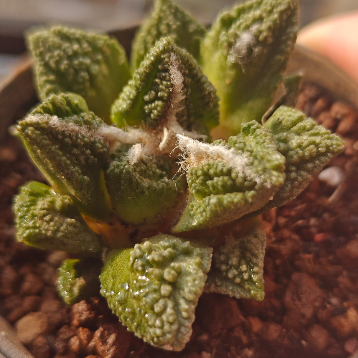 hintonii 4.5cm plant x 1