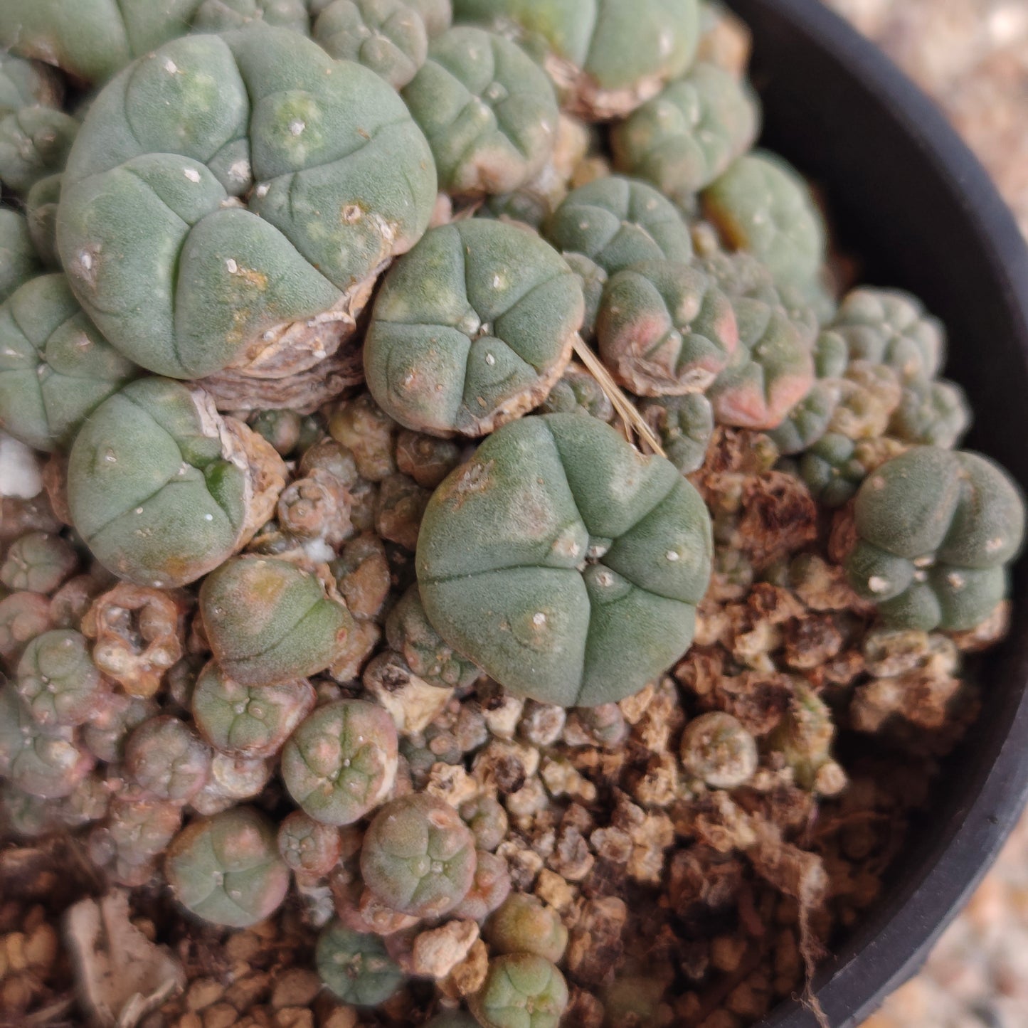 lophophora w caespitosa large size x 1