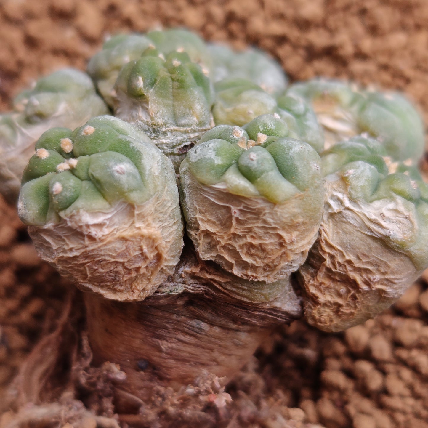 Multi_head lophophora x 1. minor scars. Sale