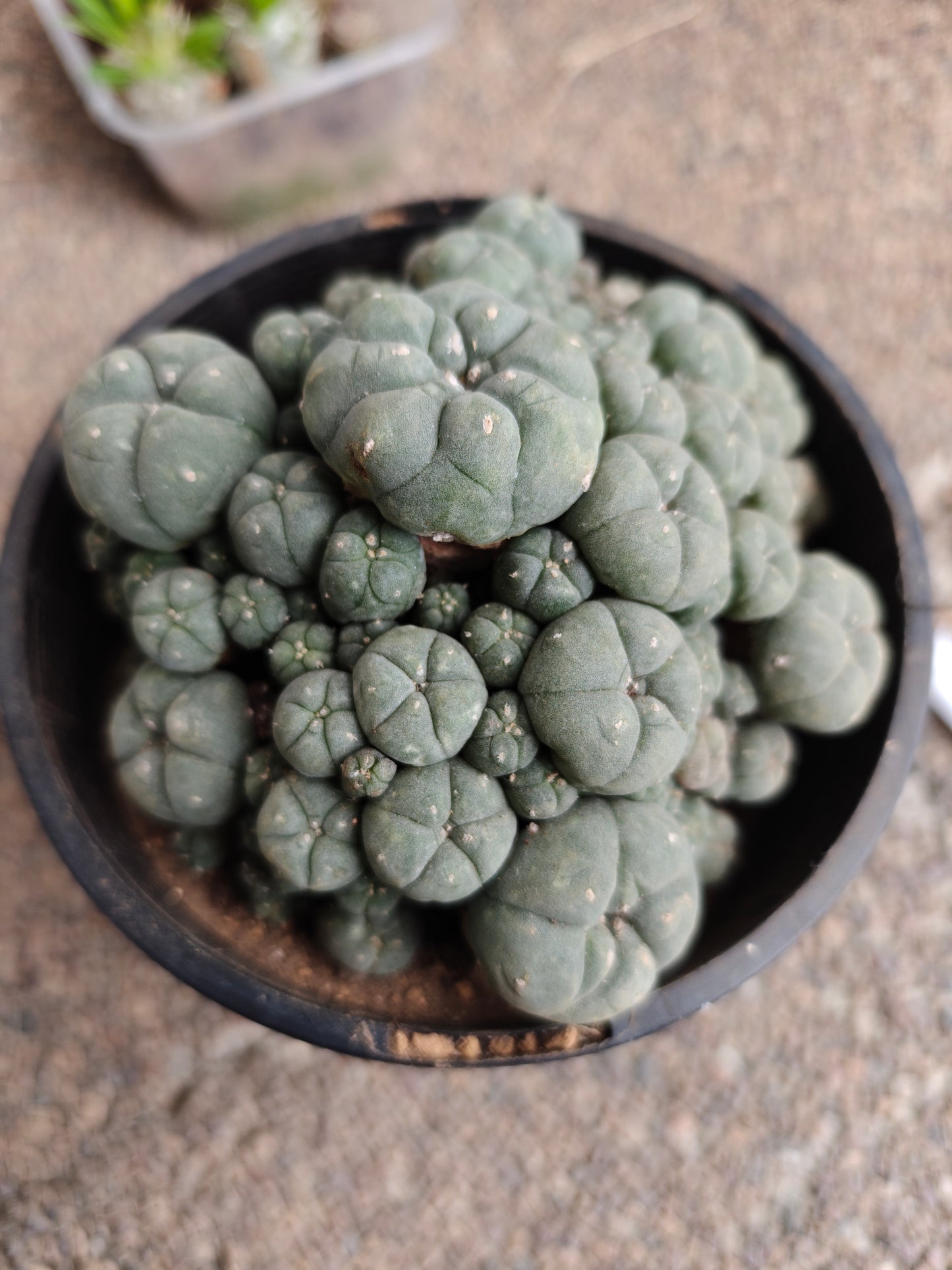 Flowering Cactus Seed grown Lw Caespitosa 10.5cm+.