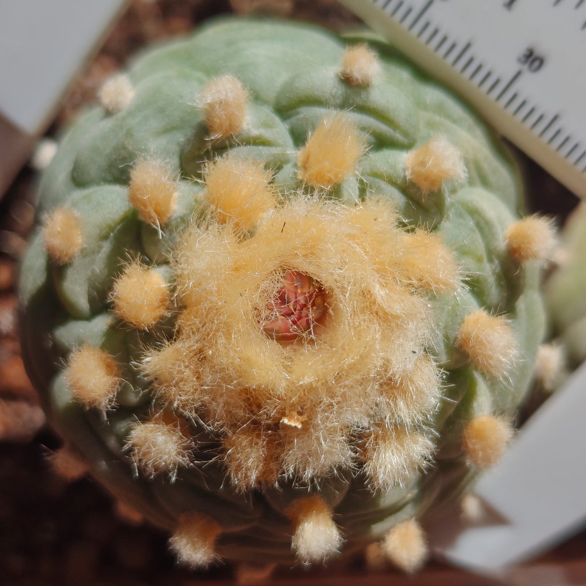 2 x Lophophora fricii plants value pack.
