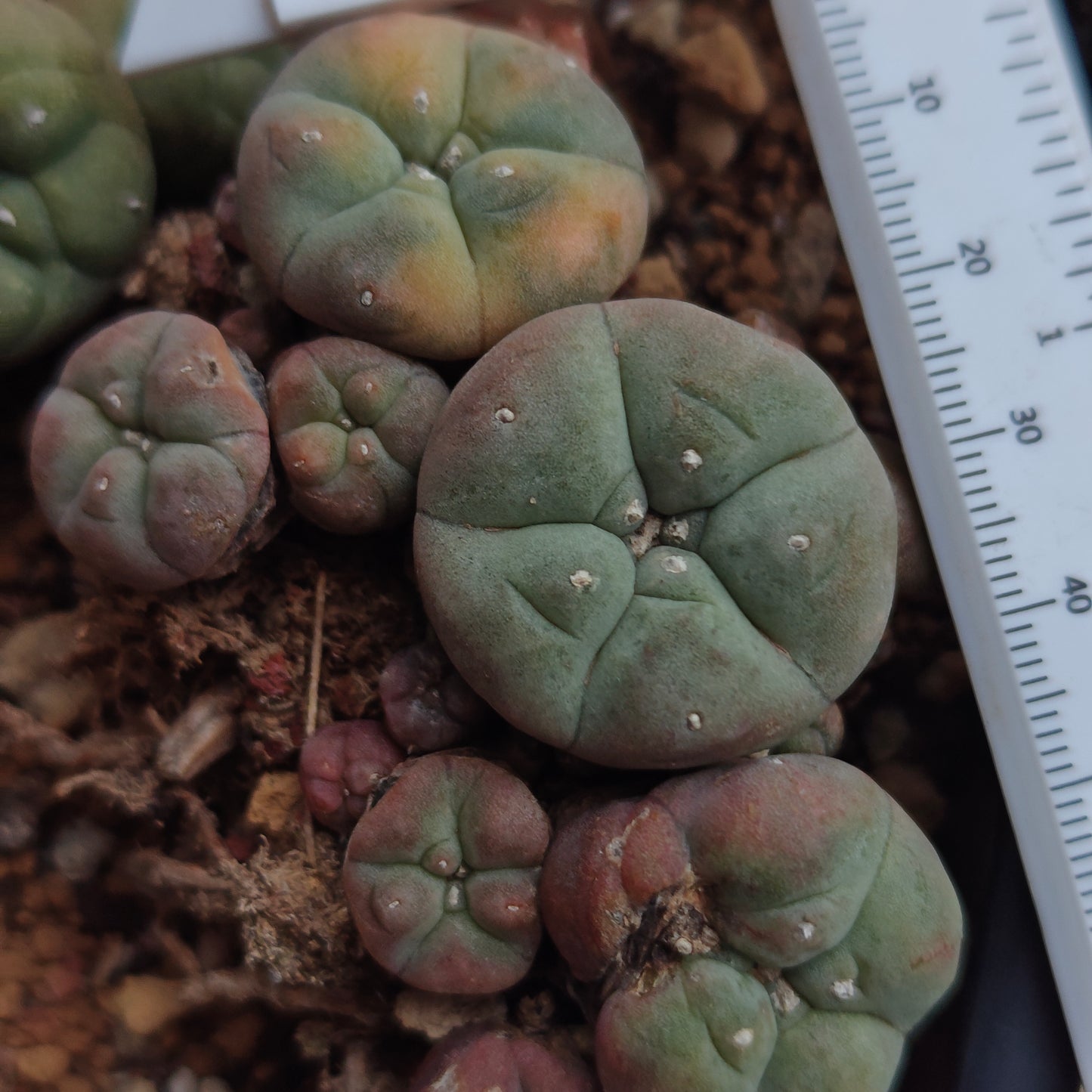 L. williamsii variegata exact cluster plant in pic