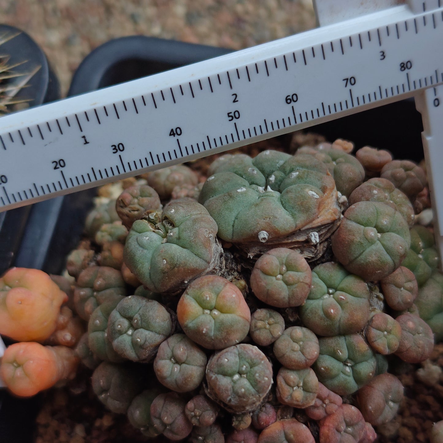 Lw variegata cluster plant 8cm+