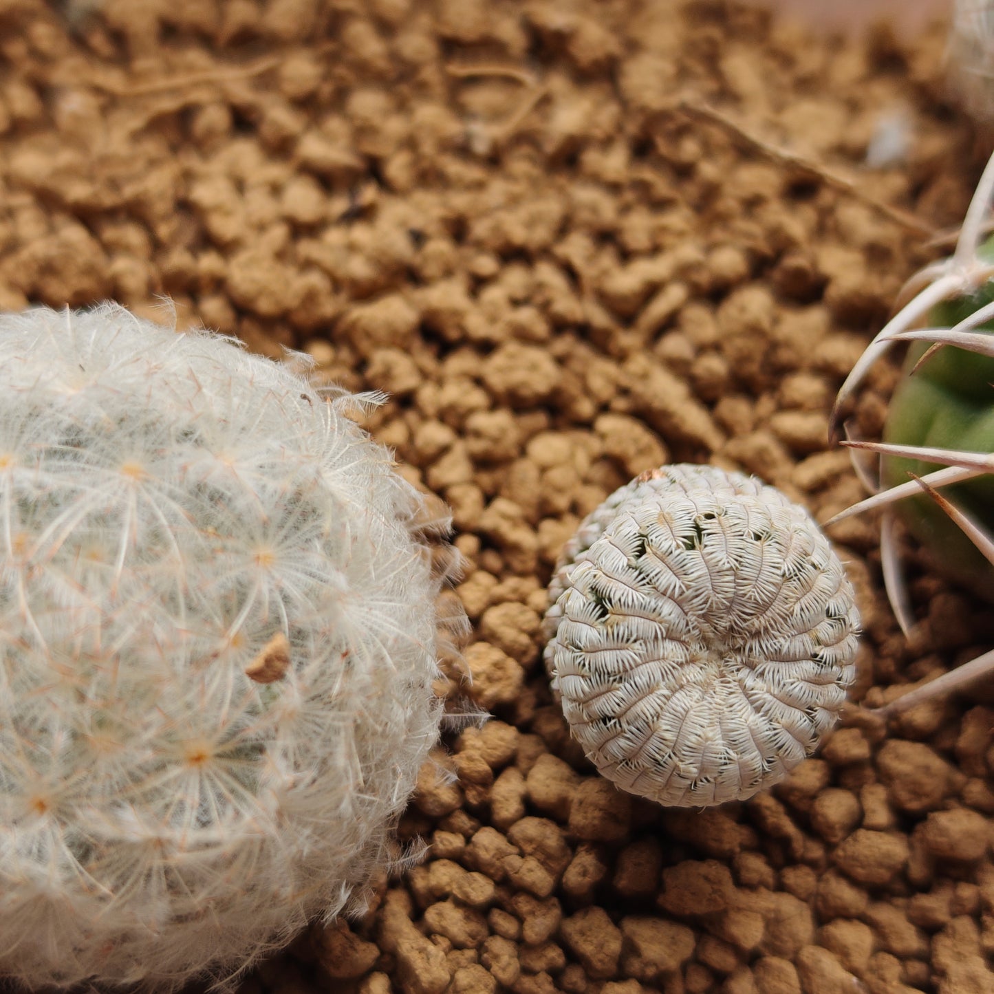 Turbinicarpus Pseudopectinatus f. Spines crested triple_head own roots plant x1 with other 1_2cm seedlings x 5