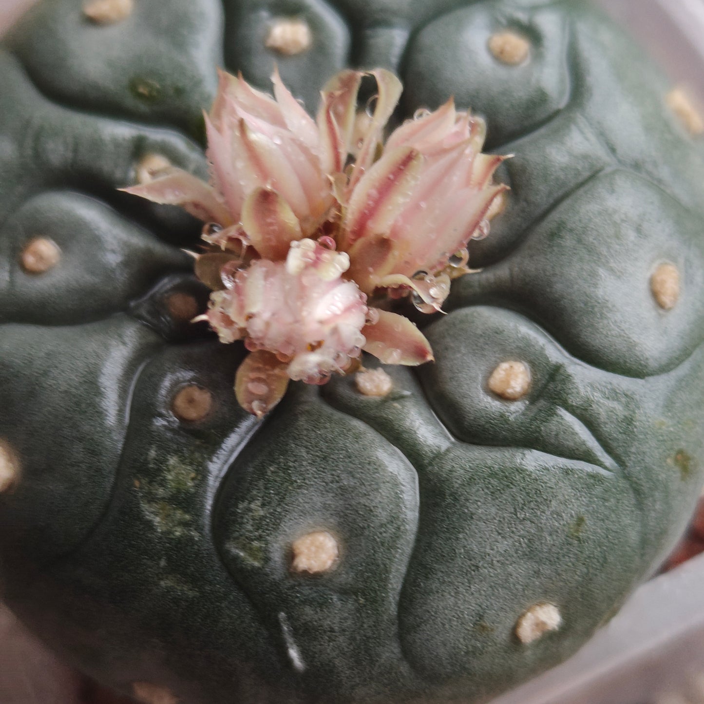 Lophophora seed grown plant large size