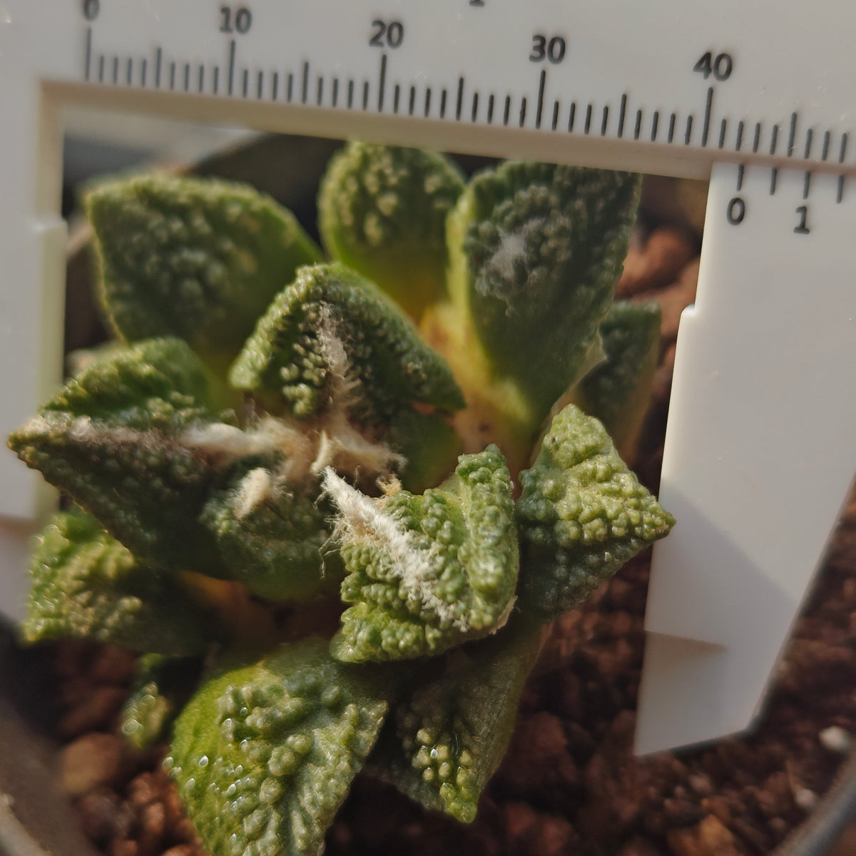 hintonii 4.5cm plant x 1