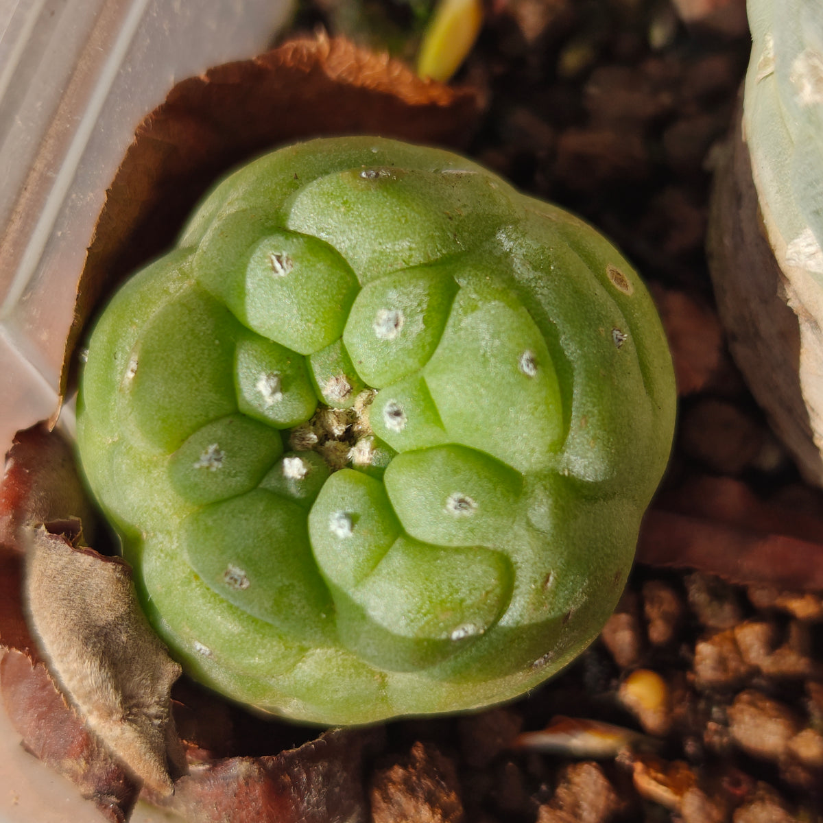 Lophophora 'Hasegawa' hybrid seed grown plant 3cm