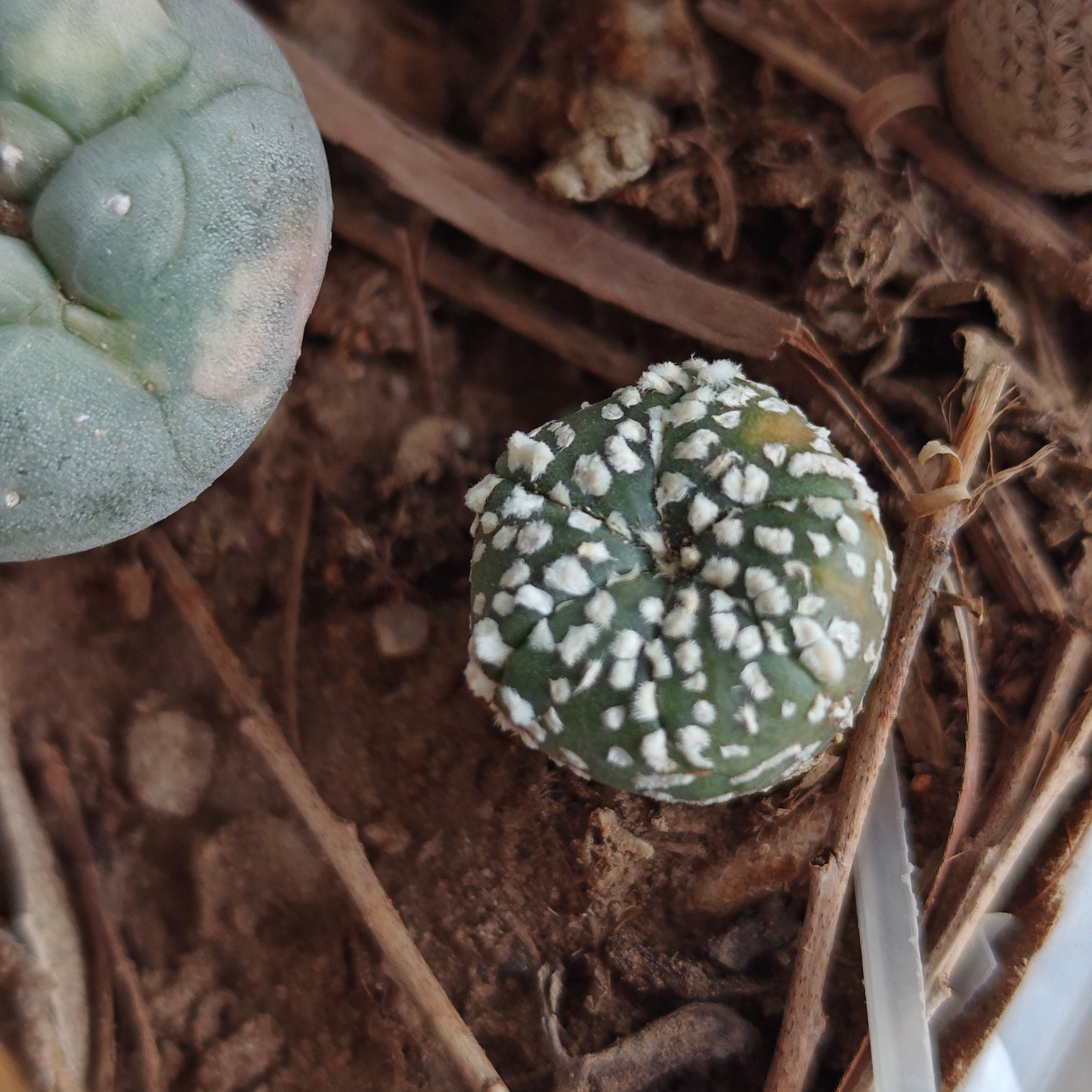 Top variegata fricii plant with a smalk astro seedling.   All seed grown