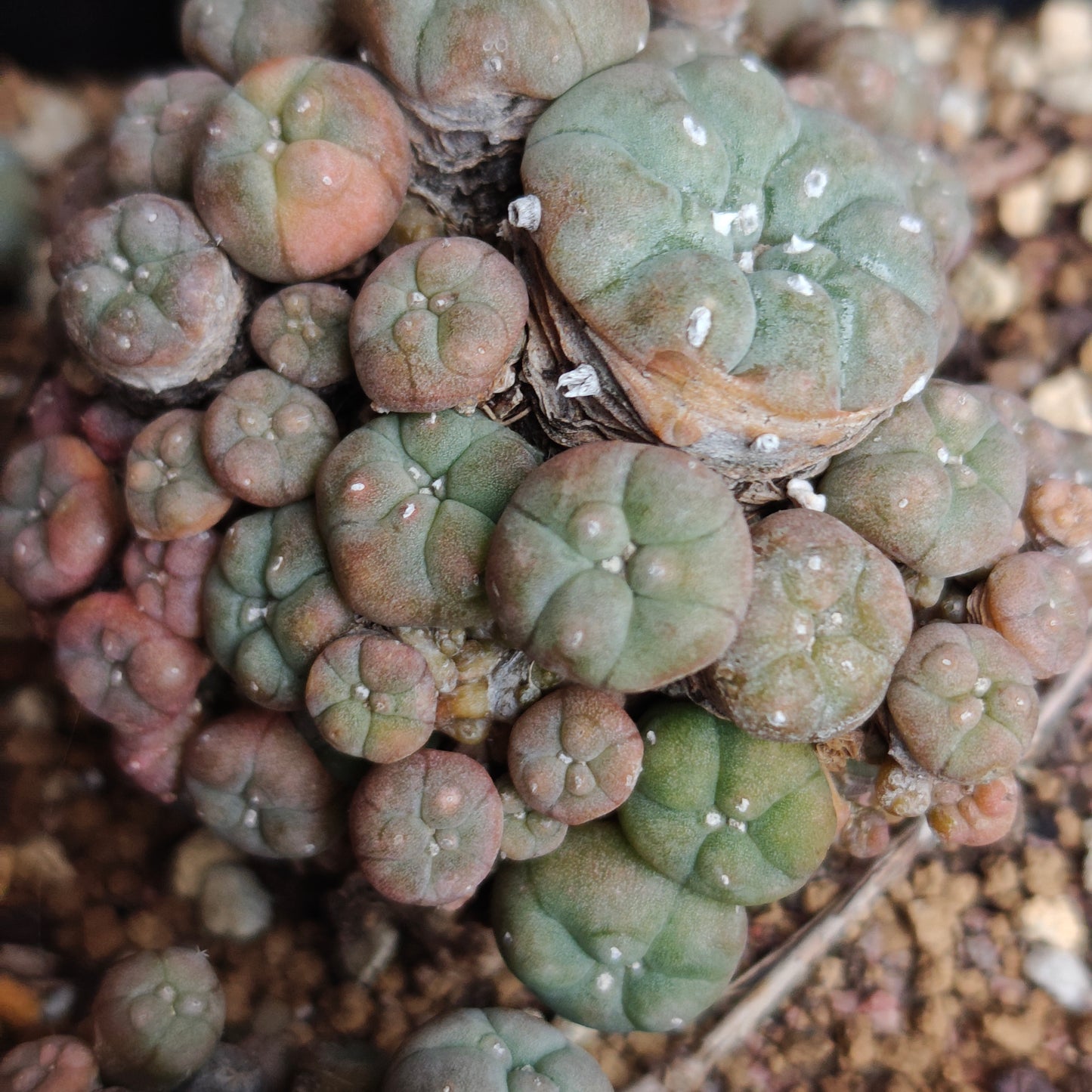 Lw variegata cluster plant 8cm+