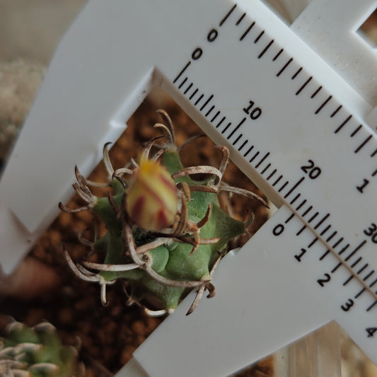 Turbinicarpus schmiedickeanus subsp. flaviflorus plants x 2