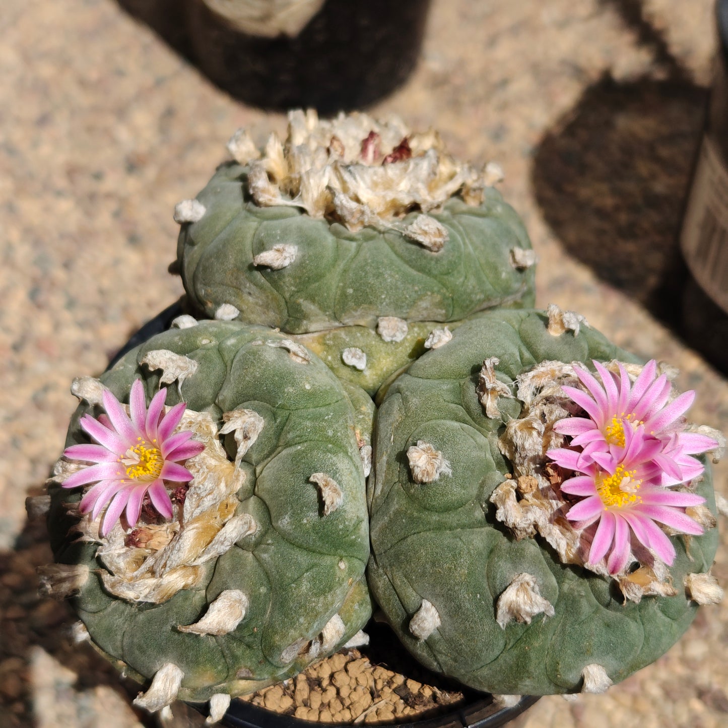 Lophophora 10+ cm, seed grown triple-head plant x 1, with tuberous root