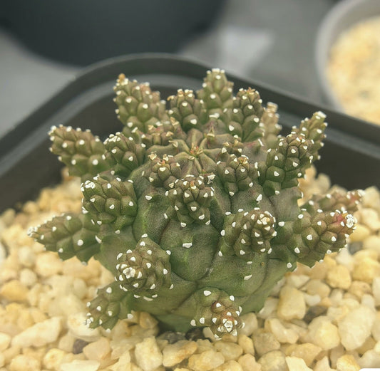 E. gamkensis Fresh Seeds x 5