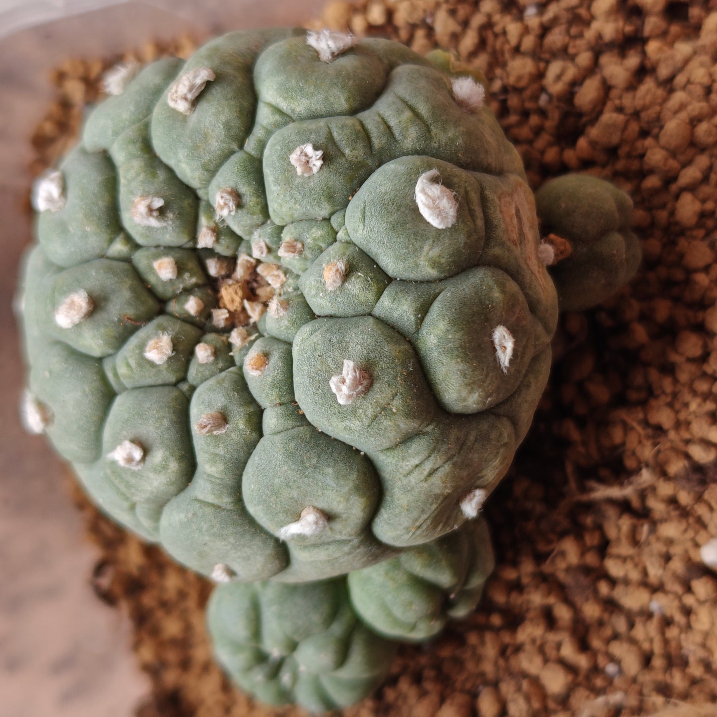 Selected raised-areole lophophora plants x 3. All seed-grown mature plant