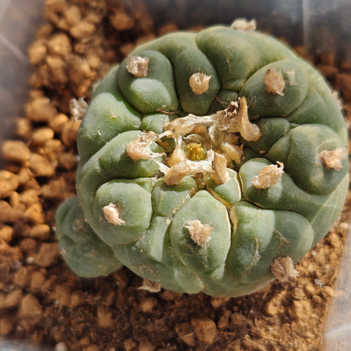 Lophophora fricii with Raised areoles 4.5cm