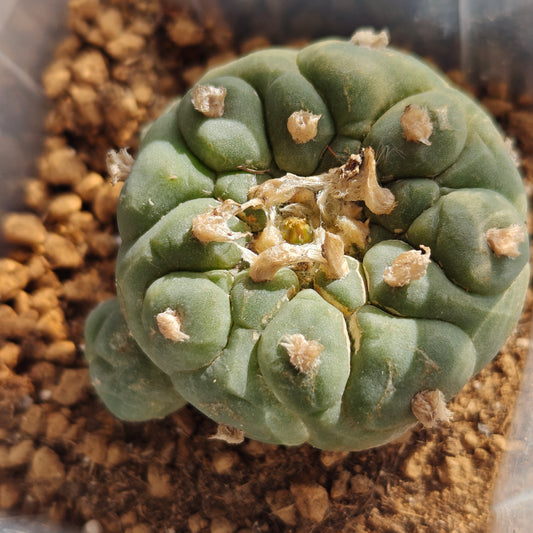 Lophophora fricii with Raised areoles 4.5cm