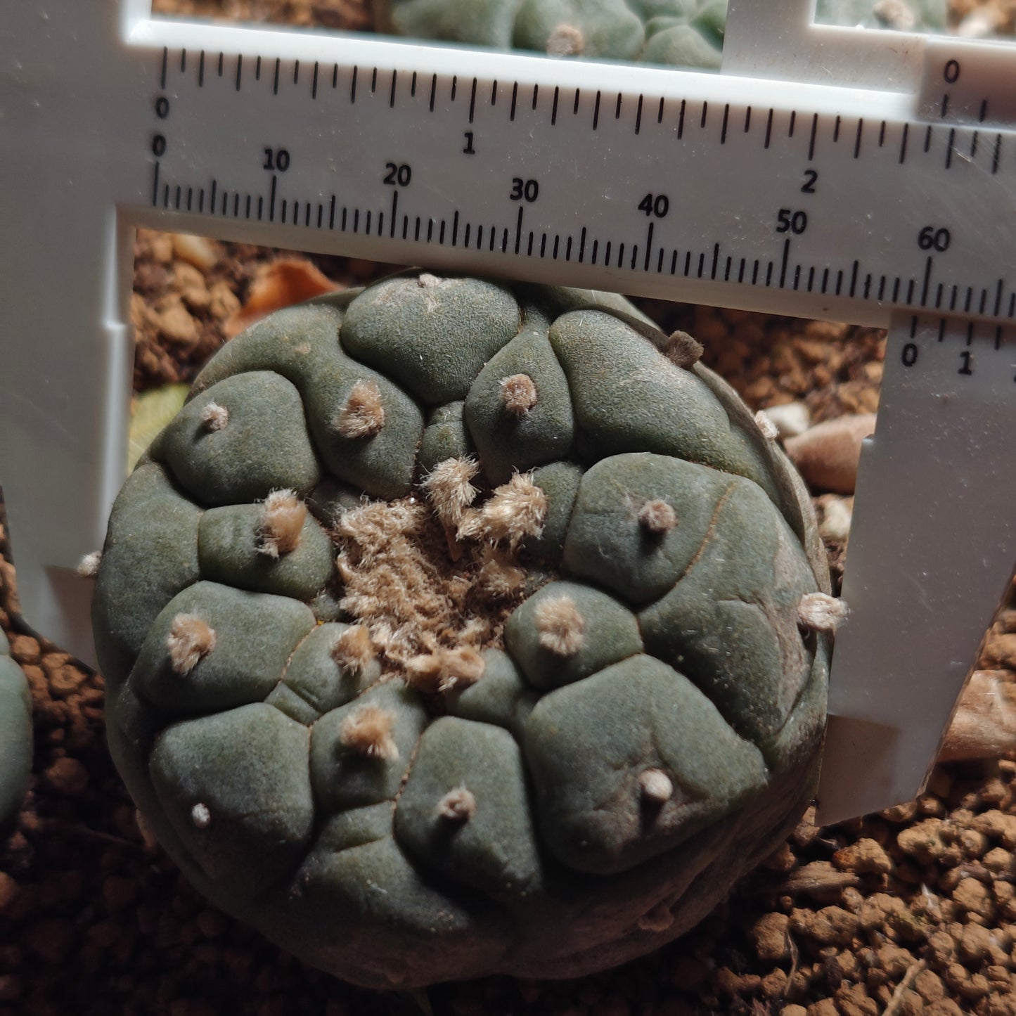 Flowering cactus 10 X Plants various type mix. Whole pot for sale. Clearance.