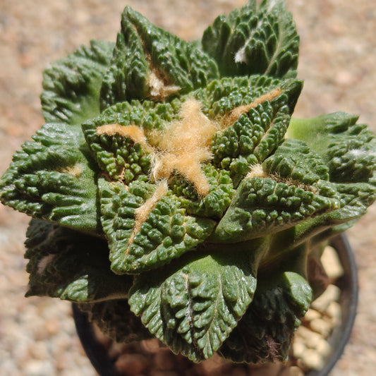 Ariocarpus godzilla hybrid Grafted plant x 1, grafted!