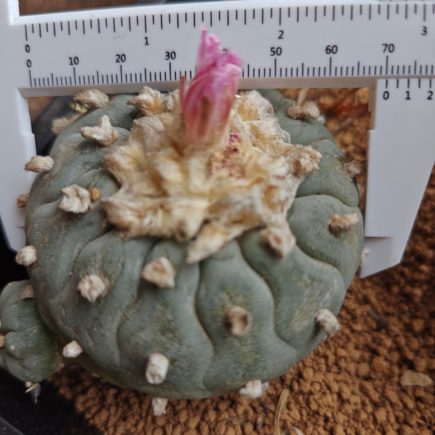 Lophophora fricii 'wavy pattern' 7cm Mature plant