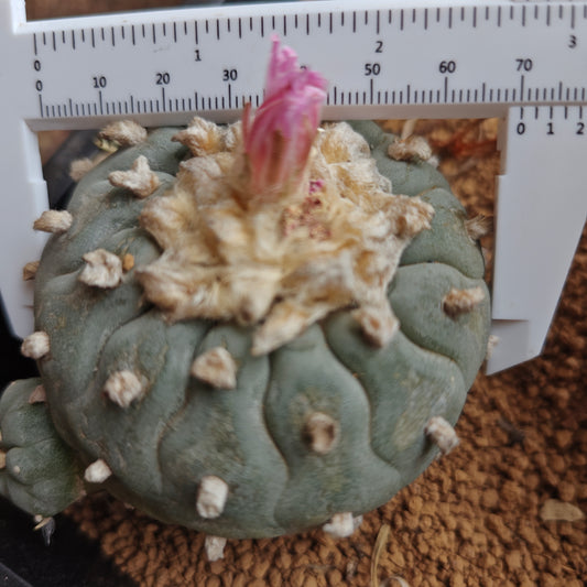 Lophophora fricii 'wavy pattern' 7cm Mature plant
