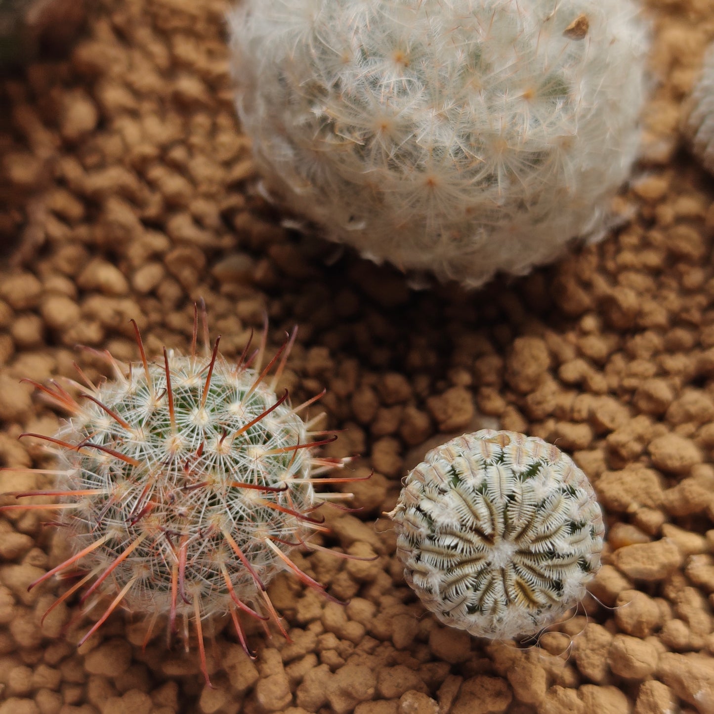Turbinicarpus Pseudopectinatus f. Spines crested triple_head own roots plant x1 with other 1_2cm seedlings x 5
