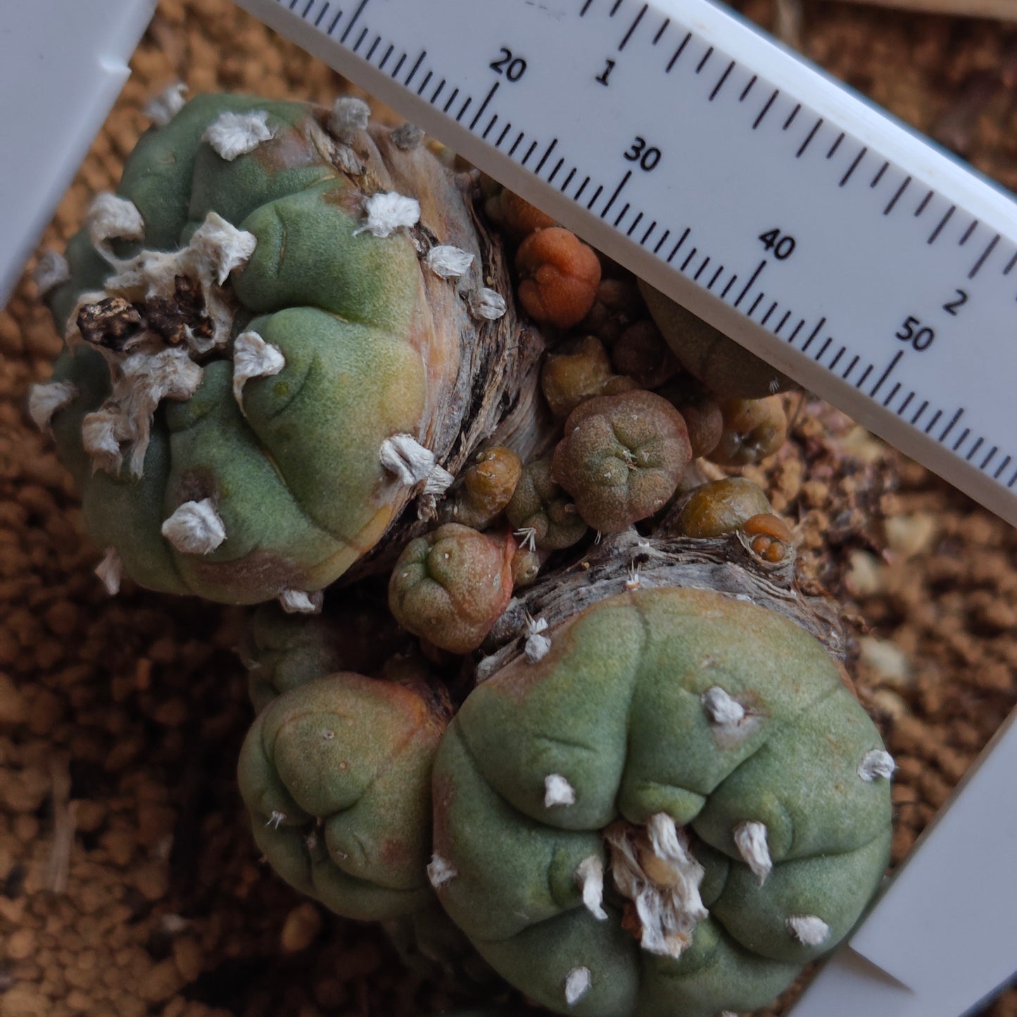 Lophophora x 2. OUTDOOR HARDY