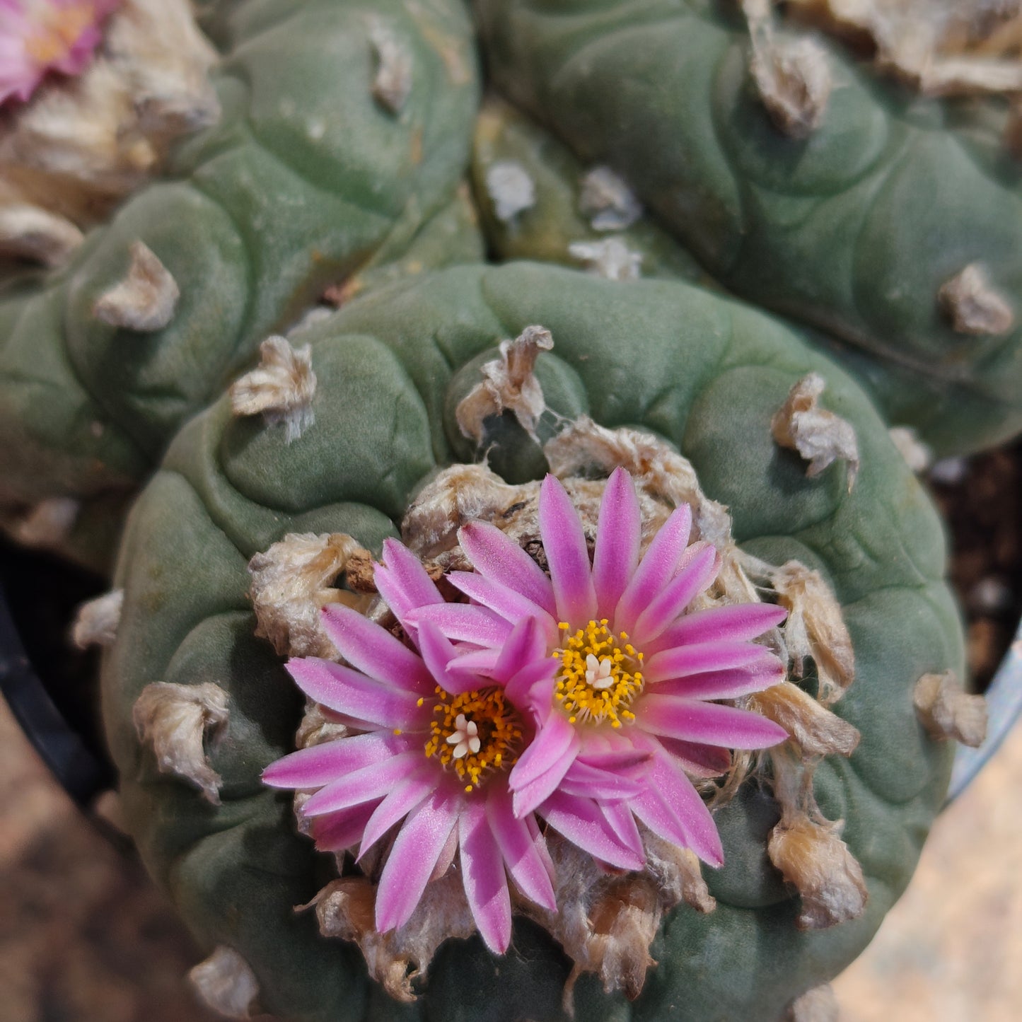 Lophophora 10+ cm, seed grown triple-head plant x 1, with tuberous root