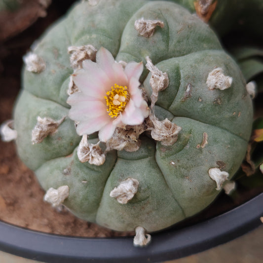 L. williamsii Coahuila 5cm plant x 1. hardy mature plant