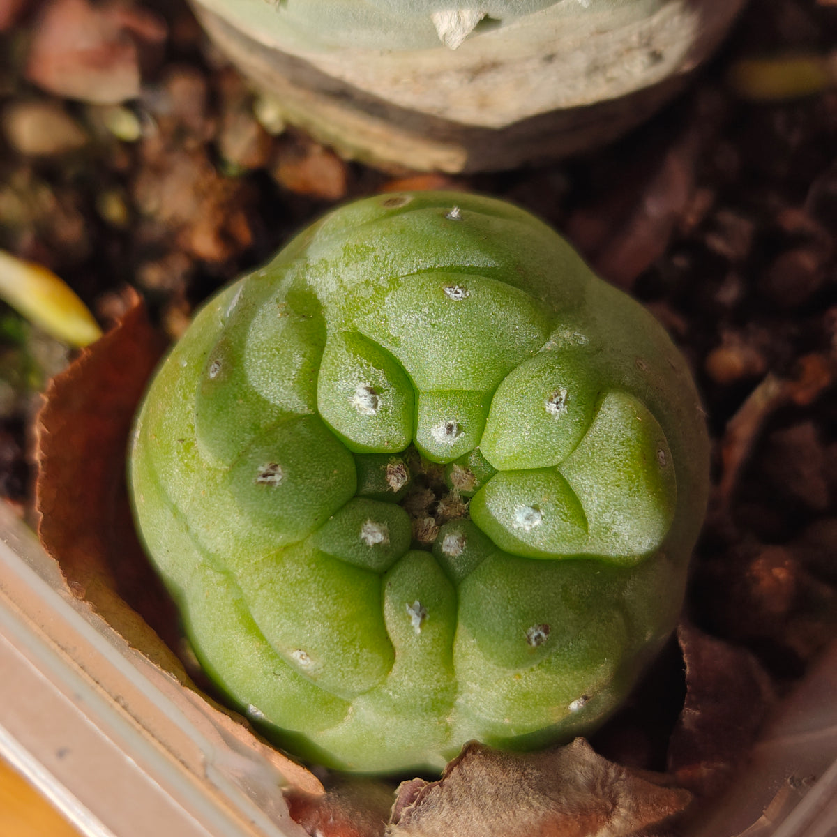 Lophophora 'Hasegawa' hybrid seed grown plant 3cm