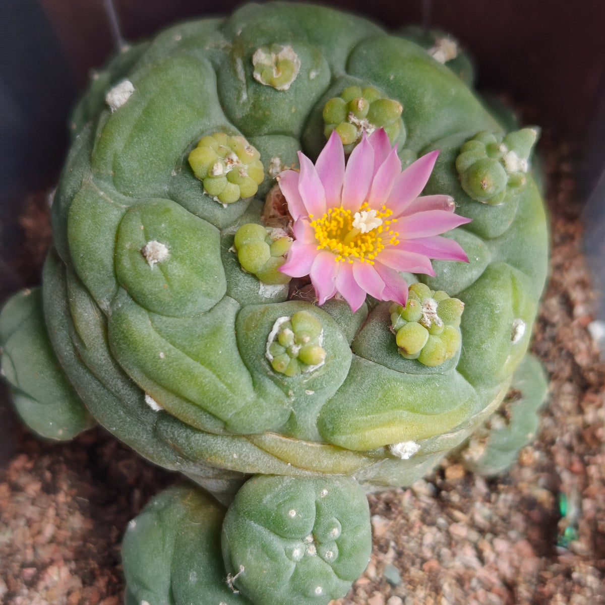 'Budding king' mutant  5.5-6cm seed grown plant