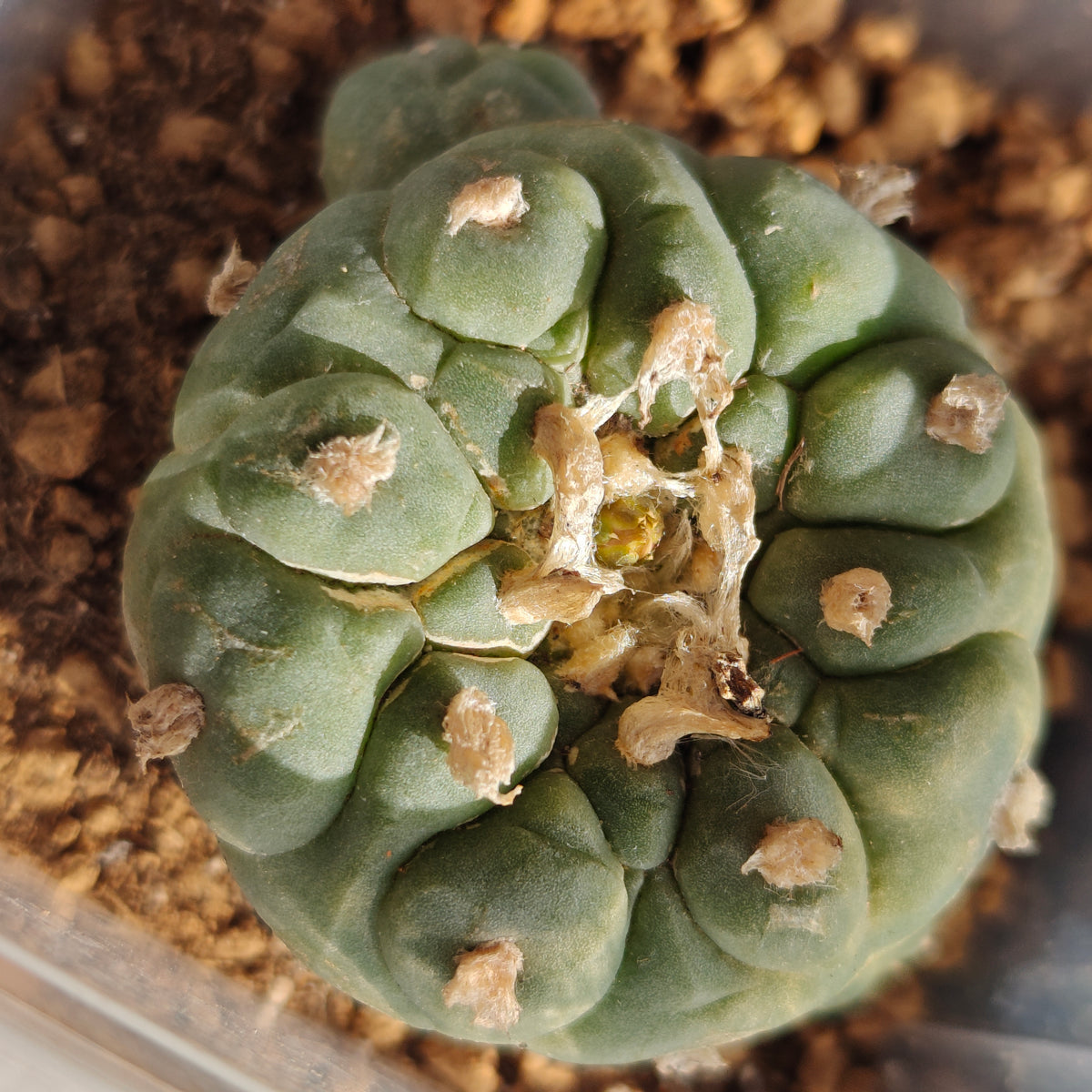 Lophophora fricii with Raised areoles 4.5cm