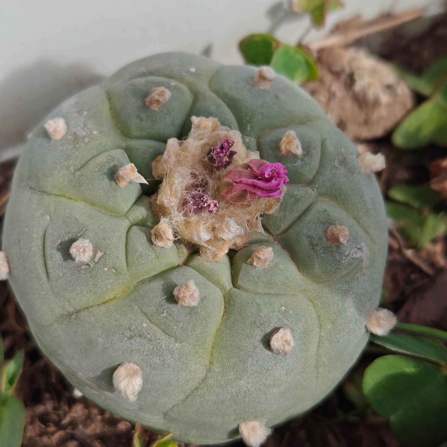 Lophophora fricii Spiral Mature plant