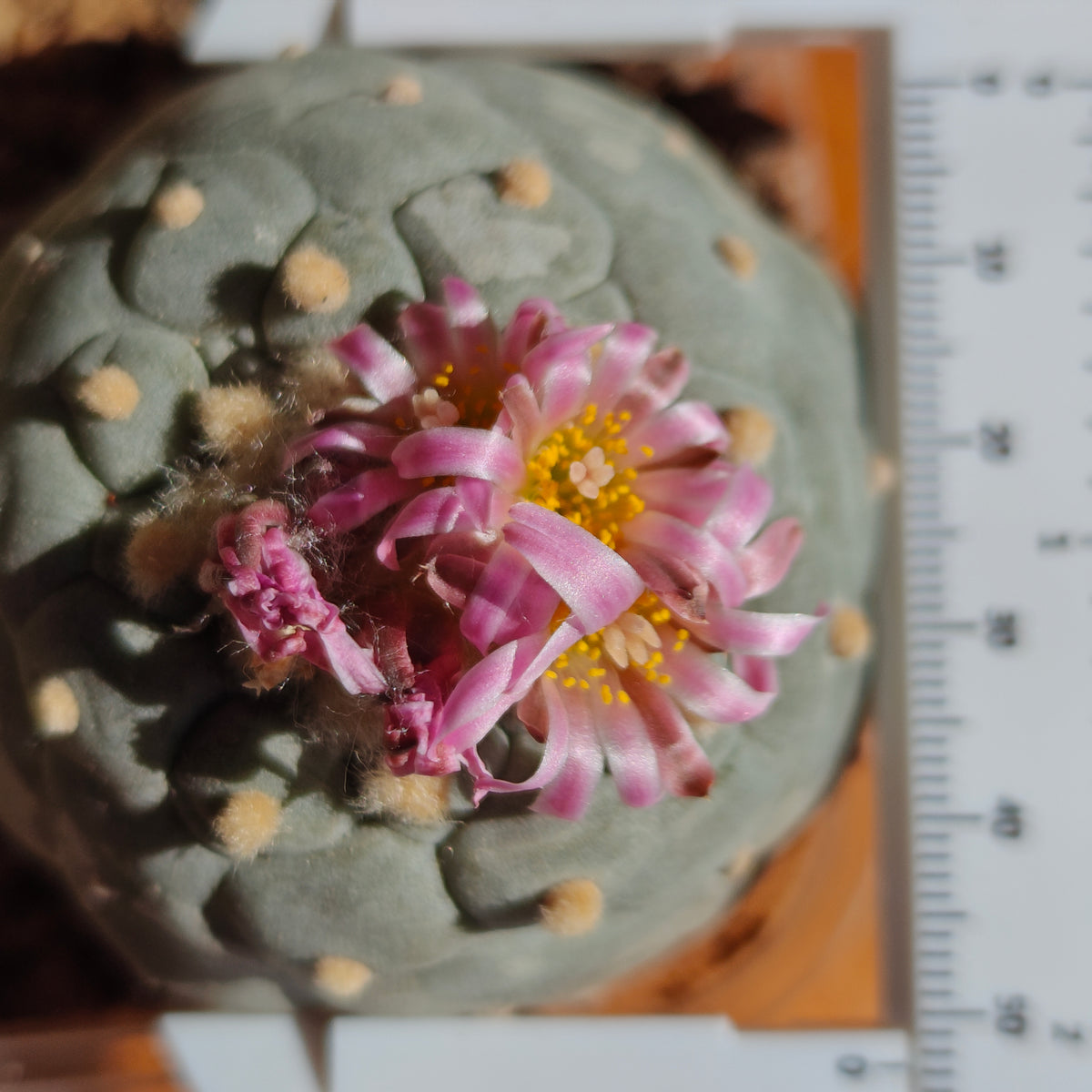 2 x Lophophora fricii plants value pack.