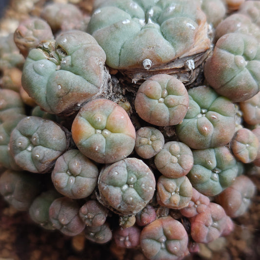 Lw variegata cluster plant 8cm+